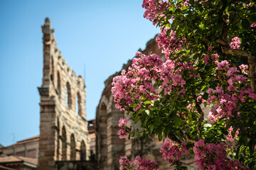 Pink Blossoms by the Roman Arena on a Summer Day - Verona, Italy