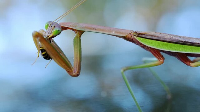 Praying mantis hunting and eating a bee with a blurred background. insect sharp forelegs grip bee as it feeds, predatory nature and survival instincts