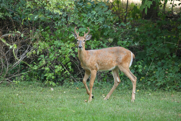Buck During Golden Hour