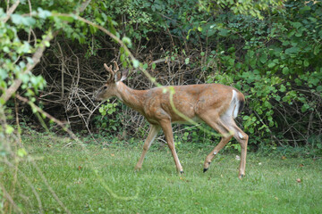 Buck During Golden Hour