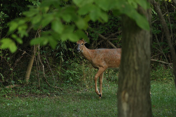 Buck During Golden Hour