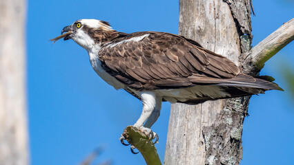 Osprey looking out for fish