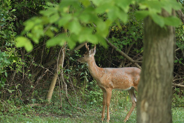 Buck During Golden Hour