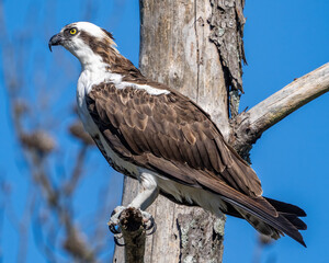 Osprey looking out for fish
