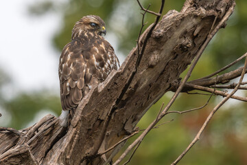 Red-tailed hawk perched in a dead tree.