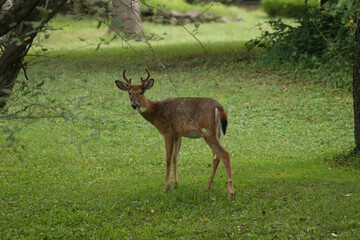 Young Buck Playing with Doe