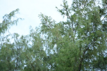 Casuarina tree branches with soft green needles swaying against a light blue sky, creating a peaceful and natural seaside atmosphere