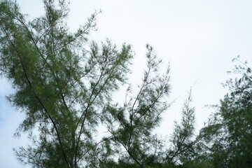 Casuarina tree branches with soft green needles swaying against a light blue sky, creating a peaceful and natural seaside atmosphere