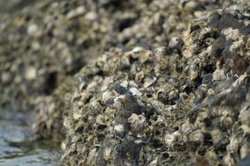 Close-up of seaside rocks covered with shells and marine algae, representing coastal ecosystem and natural richness