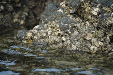 Close-up of seaside rocks covered with shells and marine algae, representing coastal ecosystem and natural richness