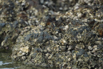 Close-up of seaside rocks covered with shells and marine algae, representing coastal ecosystem and natural richness