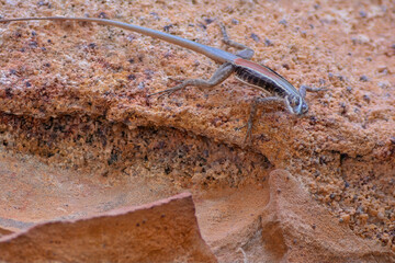 Vibrant Striped Lizard on Textured Rock