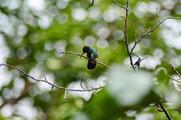 Tiny Hummingbird Perched on a Bare Branch with Bokeh Background