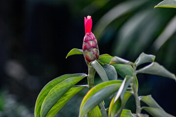 Vibrant Red Desert Rose Flower