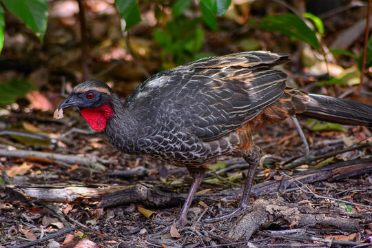 Red-throated Guan (Pipile cujubi) Foraging on the Forest Floor
