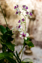 Purple and White Orchid