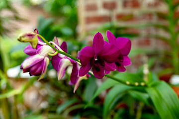 Purple Orchid