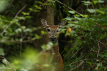 Buck During Golden Hour
