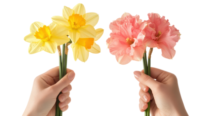 Two hands holding yellow and pink daffodils isolated on transparent background