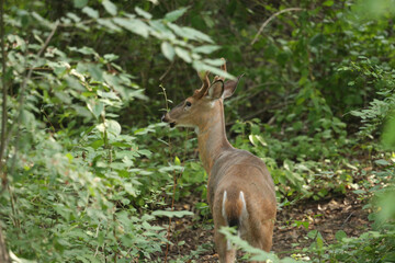 Buck During Golden Hour