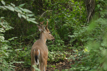Buck During Golden Hour