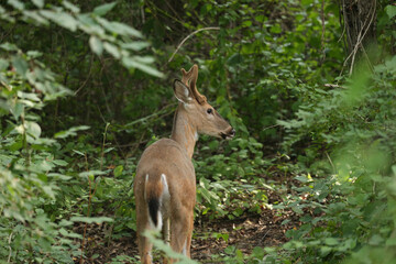 Obraz premium Buck During Golden Hour