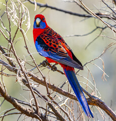 Crimson rosella