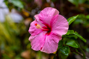 Hibiscus rosa-sinensis, beautiful pink chinese rose soft focus in vivid style. Colorful flower with green leaves nature background.