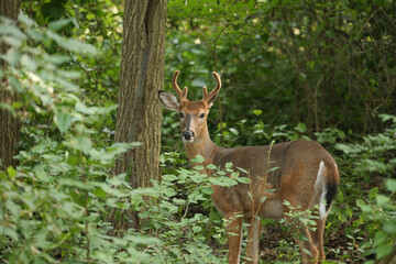 Buck During Golden Hour