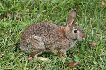 Rabbit