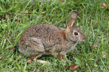 Rabbit