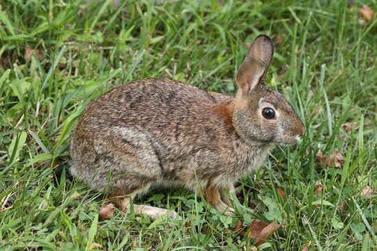 Rabbit