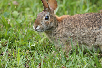 Rabbit