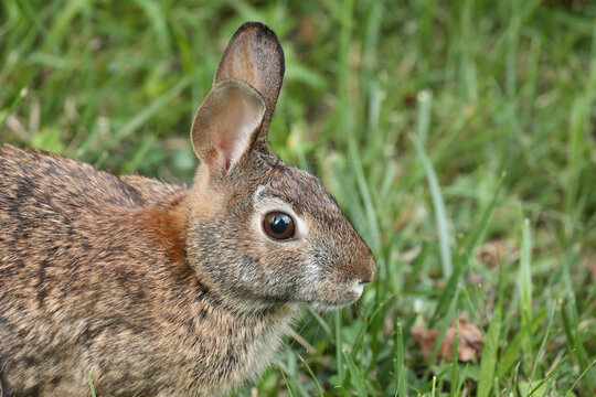 Rabbit