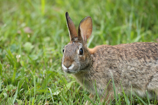Rabbit