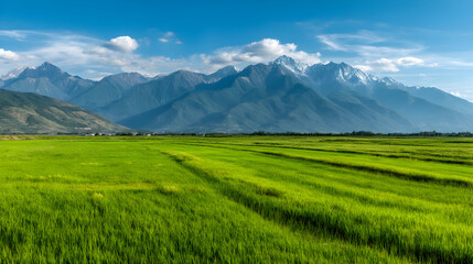 Fototapeta premium Lush green rice fields stretch towards majestic snow-capped mountains under a bright blue sky, showcasing a serene agricultural landscape.
