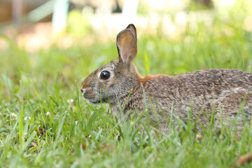 Rabbit