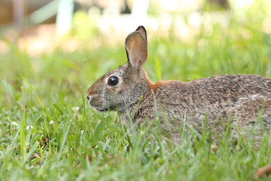 Rabbit
