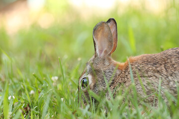 Rabbit