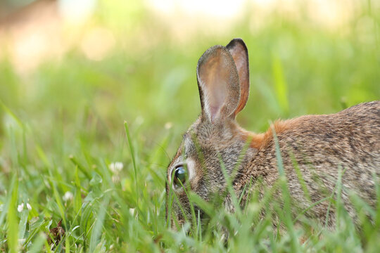 Rabbit