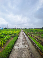 Obraz premium Scenic countryside view of a wet farm pathway surrounded by green crops and irrigation channels beneath an overcast sky, ideal for agricultural themes