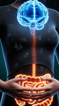 Brain Gut Connection Concept Brain and Gut Axis Interaction Showing Brain Affecting Digestion and Gut Health Visible Human Anatomy Emphasizing Medical and Scientific Aspects