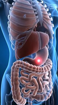 Animated Human Anatomy Scan with Internal Organs Display and Stomach Pain on Blue Backdrop Health Concept Visualization for Medical Purposes in Education and Healthcare Promotion