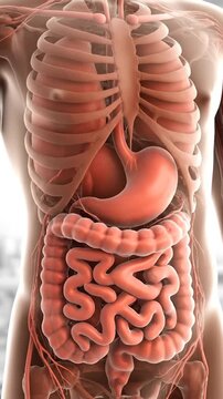 Detailed Anatomical Model of Human Torso with Internal Organs like Stomach and Intestines in Focus against Light Background for Medical Visualization Projects and Educational Purposes and Health