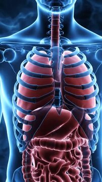 Human Anatomy Visualization of Internal Organs Including Rib Cage Lungs Liver Stomach Intestines in Blue and Red Tones for Medical Education Presentations and Healthcare Promotion