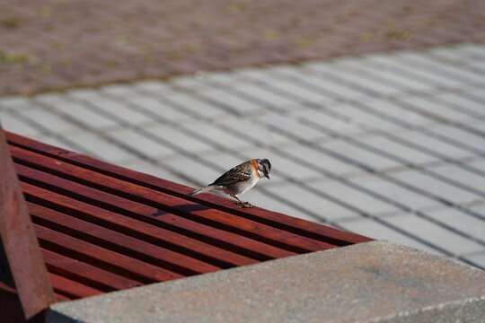 
Zonotrichia capensis or chincol perched on a seat in the park