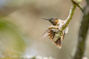 hummingbird on a branch