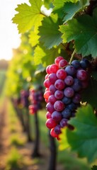 Fototapeta premium Sun-Drenched Pinot Noir Grapes Ready for Harvest Idyllic Vineyard Scene