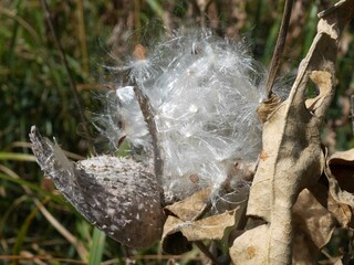 Milkweed (Asclepias speciosa) Seed Pod Releasing Fluffy Seeds in Early Autumn, Pella Crossing, Colorado