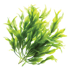 Obraz premium Seaweed Flow: A cluster of green seaweed leaves floating naturally, soft texture and flowing movement, PNG format.